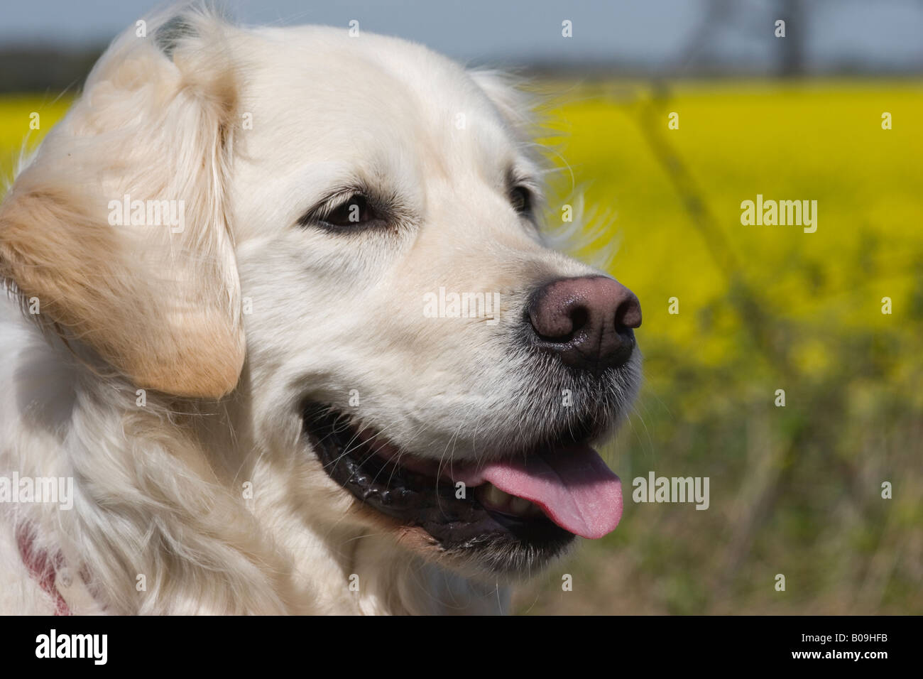 Golden Retriever Kopf Porträt Warnung in Landschaft Stockfoto