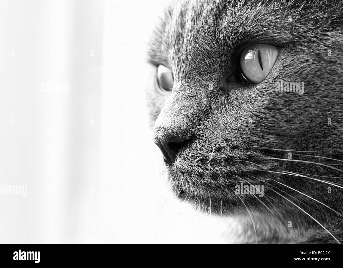Nahaufnahme von Farley Katzen Gesicht Stockfoto