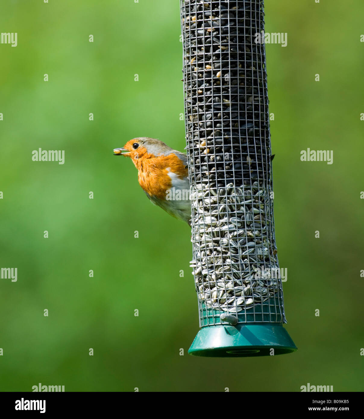 Robin am Feeder Erithacus Rubecula Surrey UK Stockfoto
