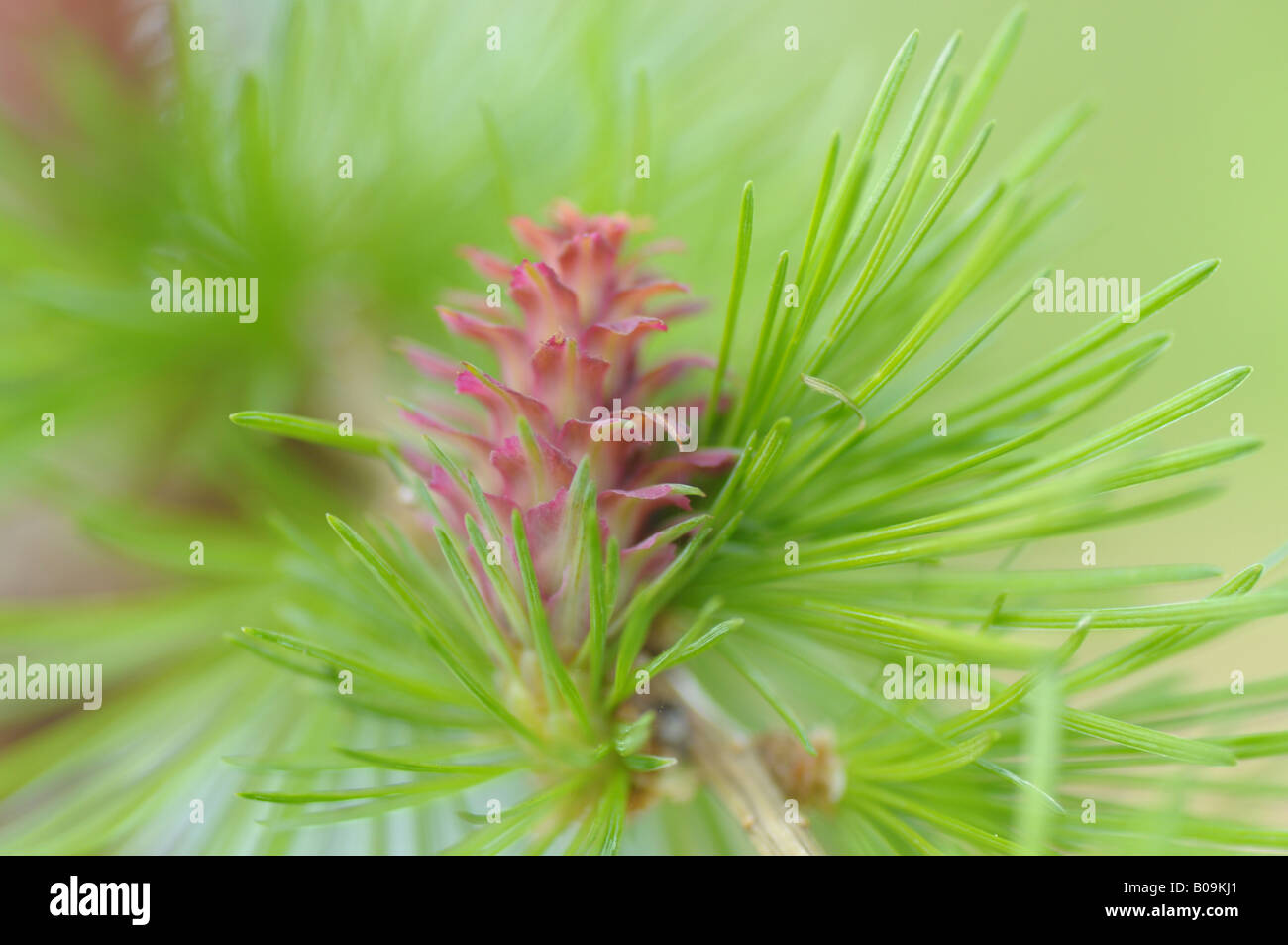 Die weibliche Blüte des Baumes Lärche (Larix Decidua) Stockfoto