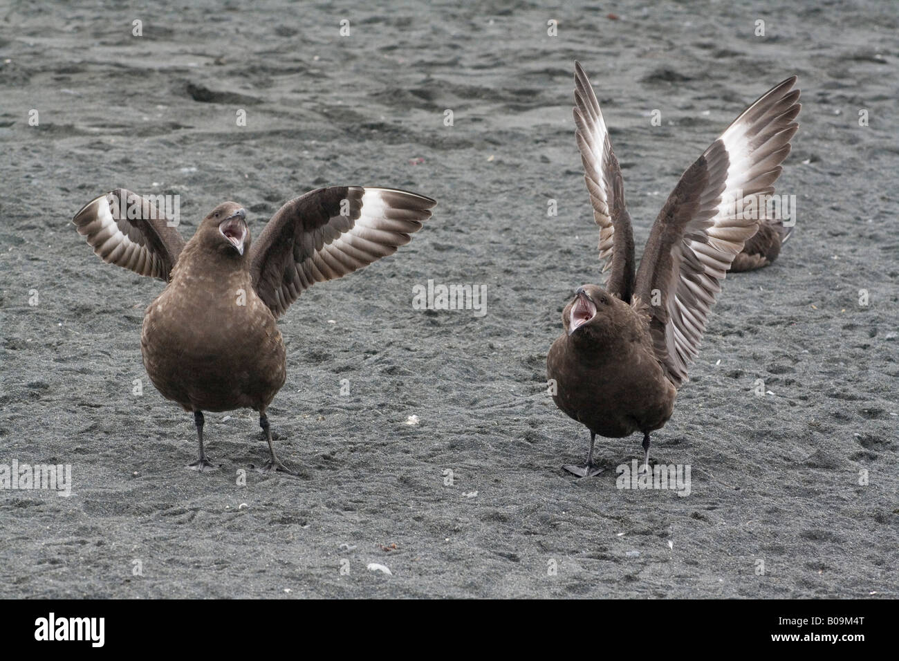 Im Chat Raubmöwen auf subantarktischen Macquarie Island Stockfoto