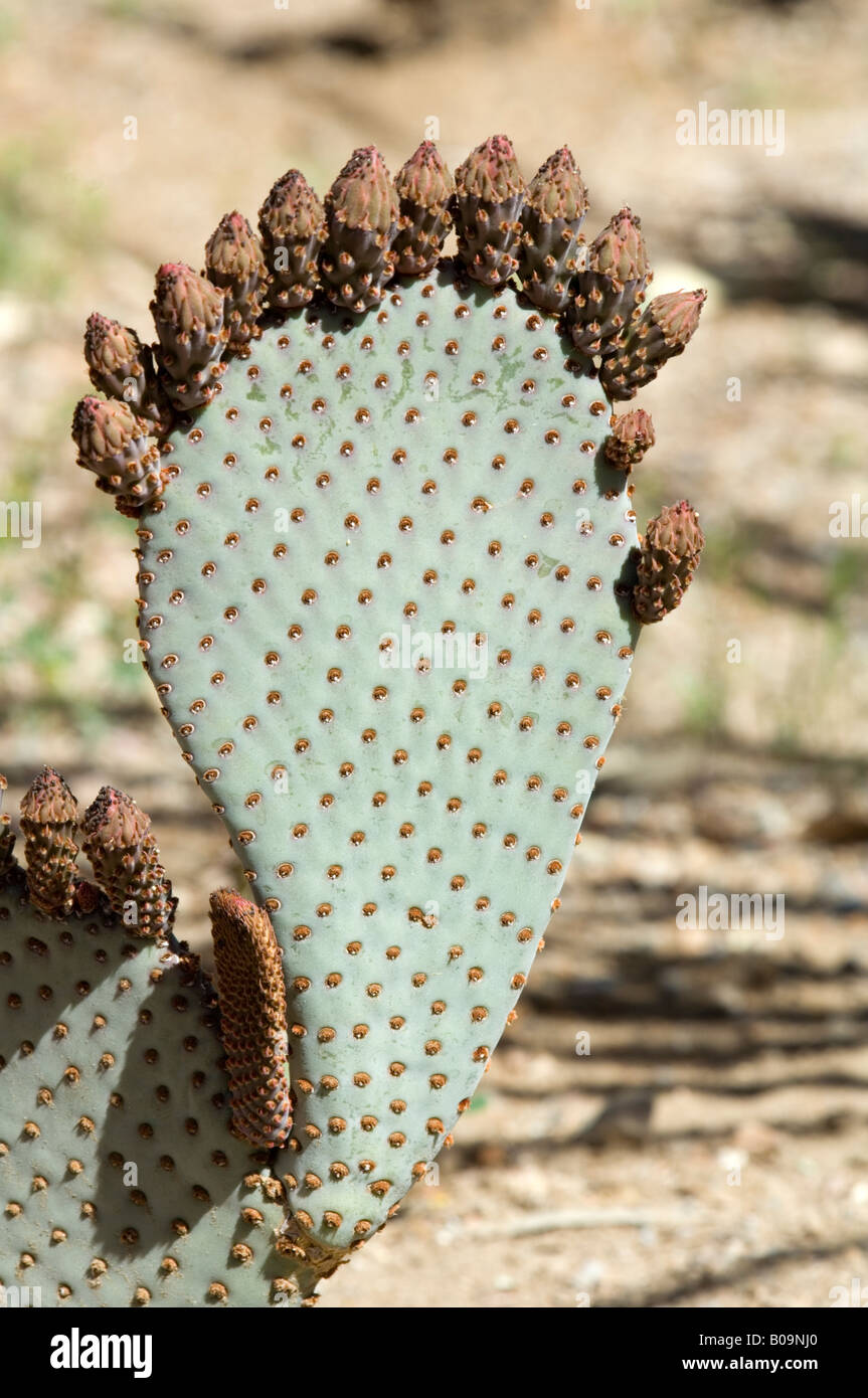 Beavertail Kaktus Opuntia basilaris Stockfoto