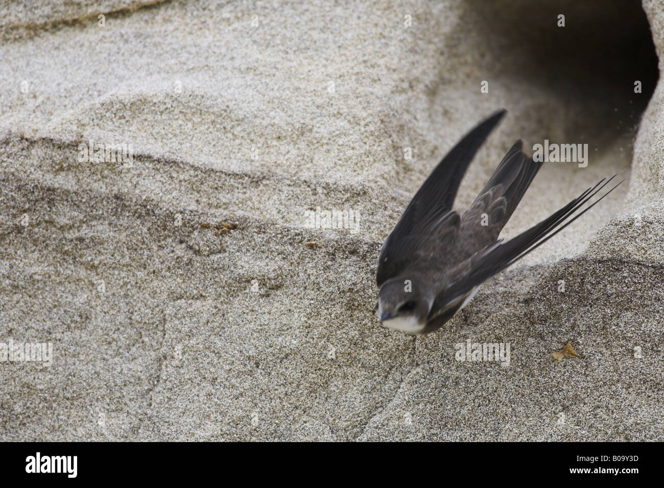 Uferschwalbe (Riparia Riparia), fliegt aus dem Nest-Loch, Norwegen-Vesteralen Stockfoto