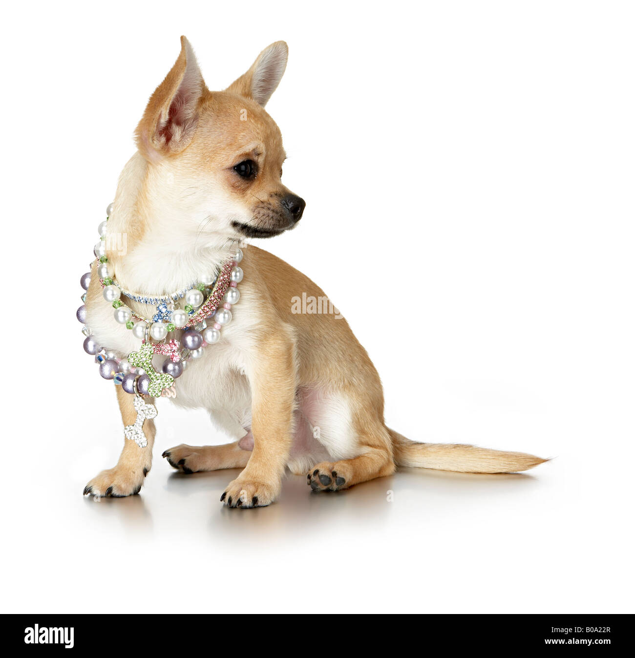 Chihuahua in eine Perlenkette Stockfoto