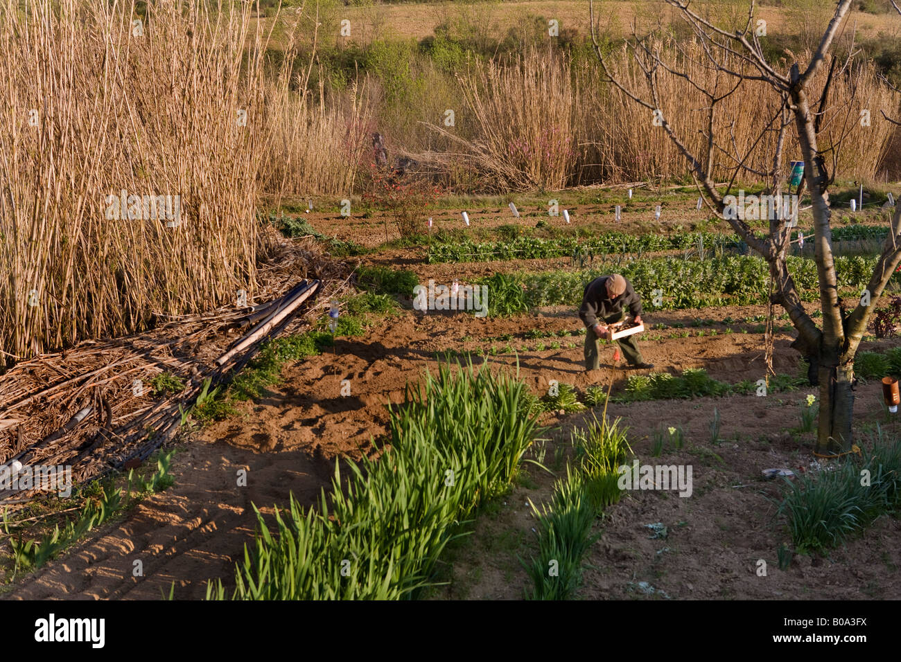 Mann seine Zwiebeln zu Pflanzen, in einem französischen kleinen Betrieb in der Region Languedoc-Roussillon, Frankreich Stockfoto