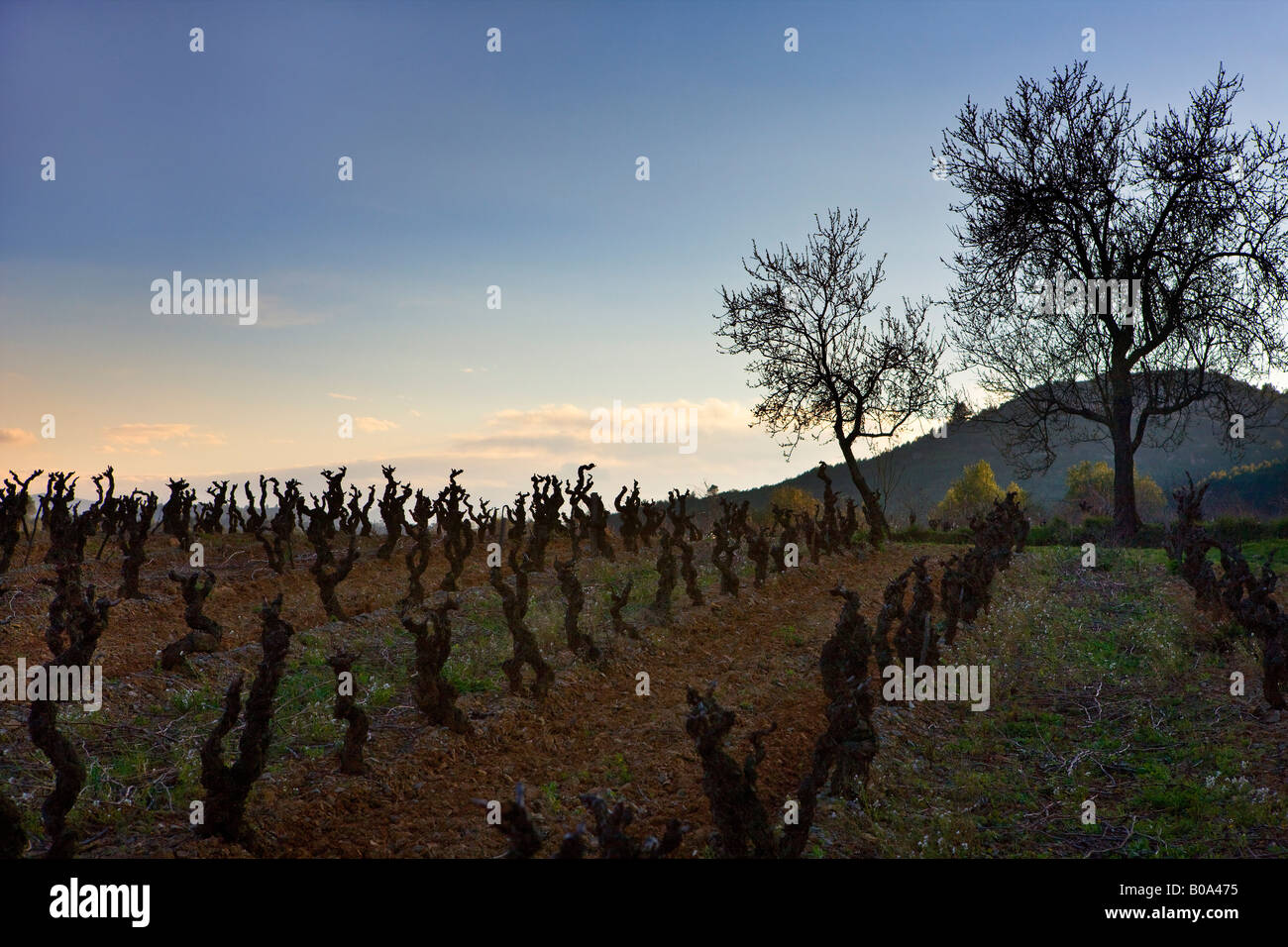 verzweigte Weinreben in einem französischen Weinberg Stockfoto