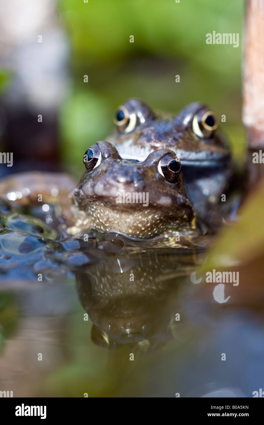 Paar gemeinsame Frösche (Rana Temporaria) Paarung in einem Gartenteich. Stockfoto