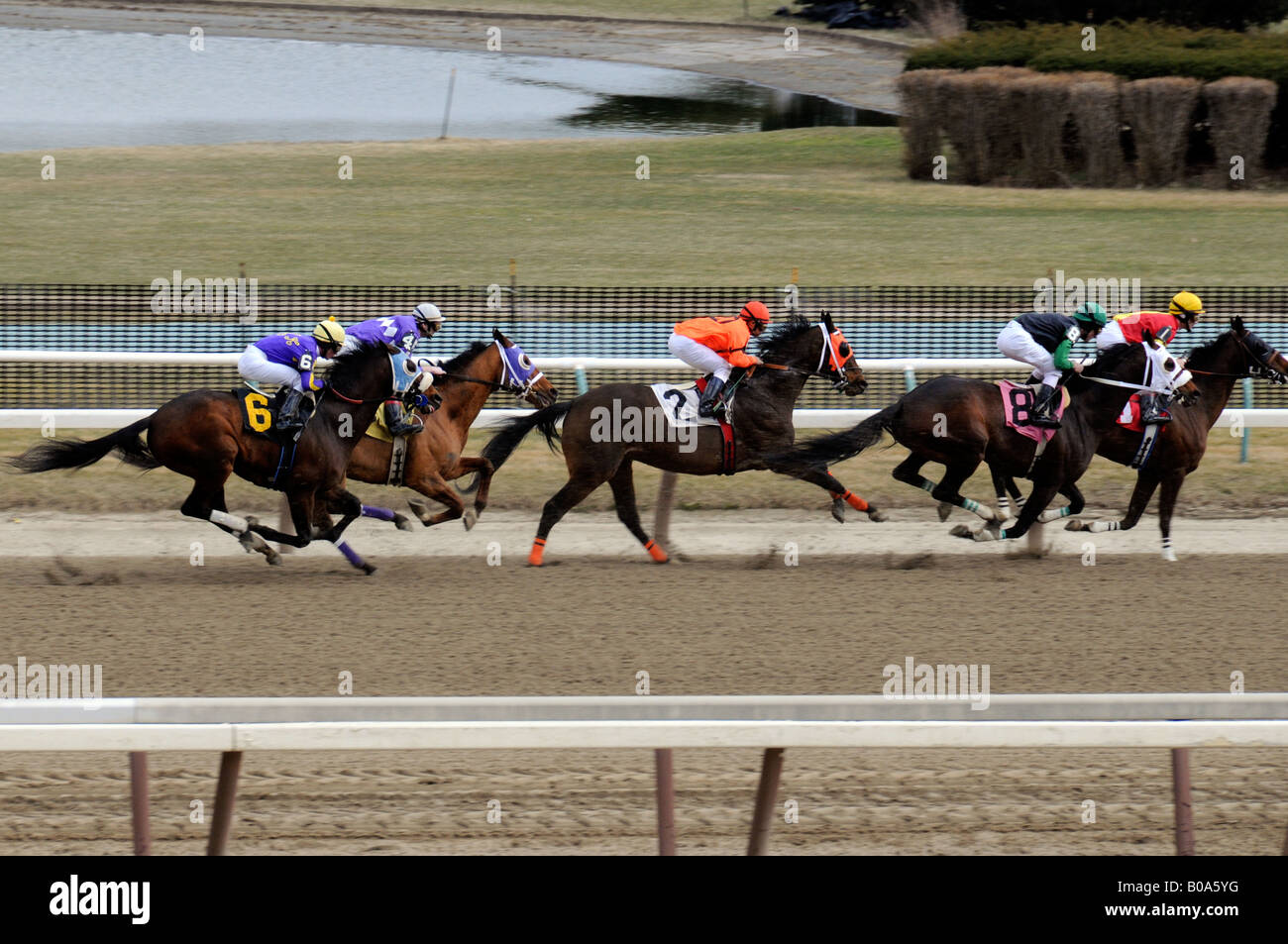 Rennpferde im Aqueduct Race Track New York City Stockfoto