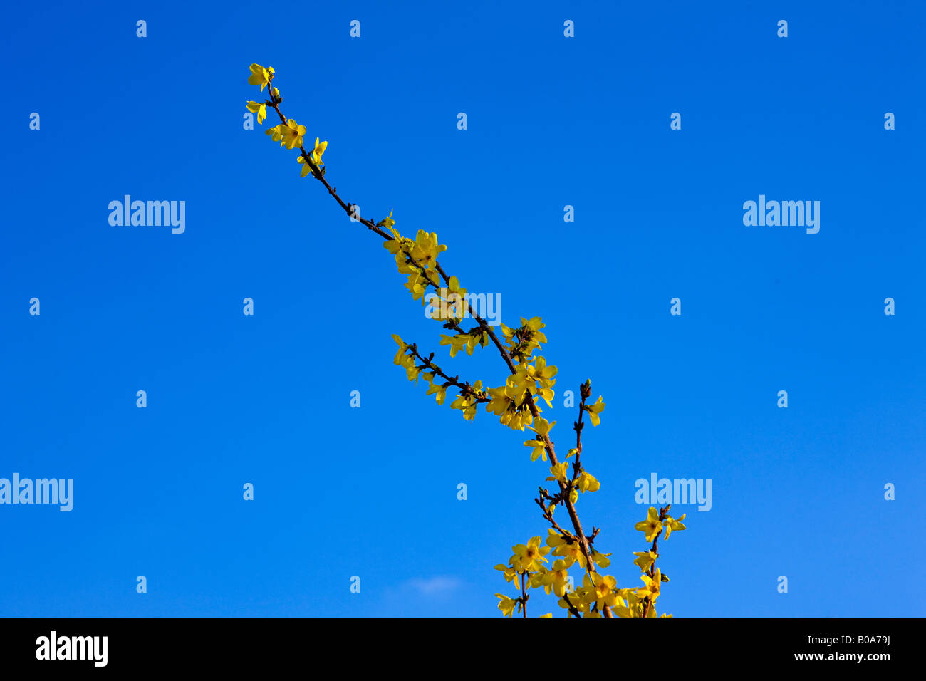 Die Besen-Anlage in Frühling Blüte vor blauem Himmel Stockfoto
