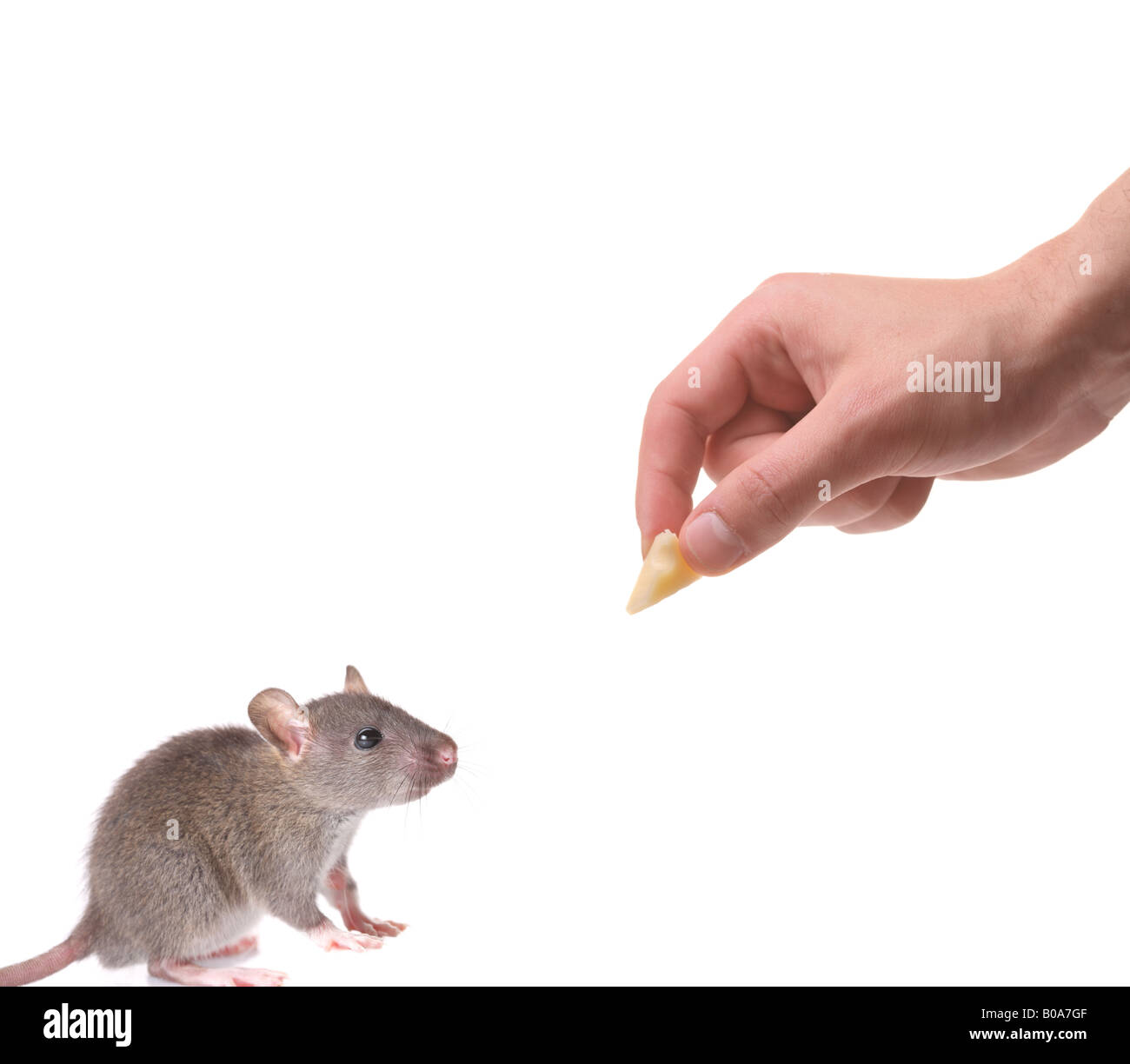 Maus wird mit einem Stück Käse gelockt Stockfoto