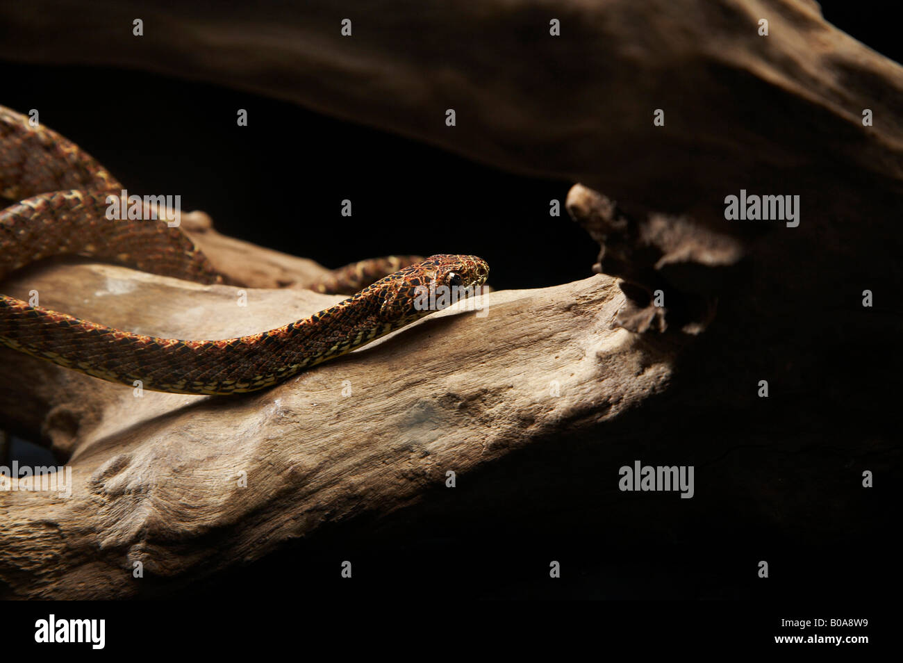 Seitenansicht des Madagaskar-Baum-Boa-Schlange auf Zweig Stockfoto