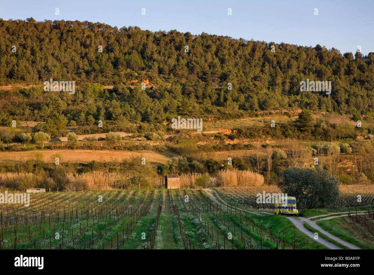 Weinberge auf einem französischen Hügel Stockfoto