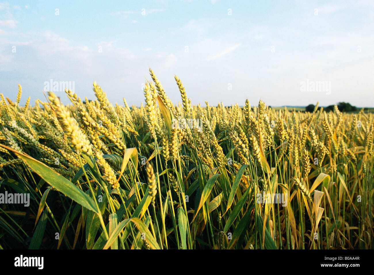 Weizen wächst im Feld, Nahaufnahme Stockfoto
