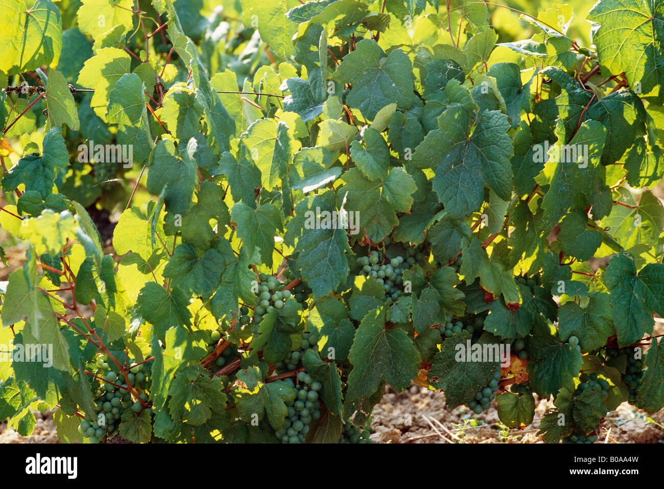 Weiße Trauben wachsen auf Weinstock, Nahaufnahme Stockfoto