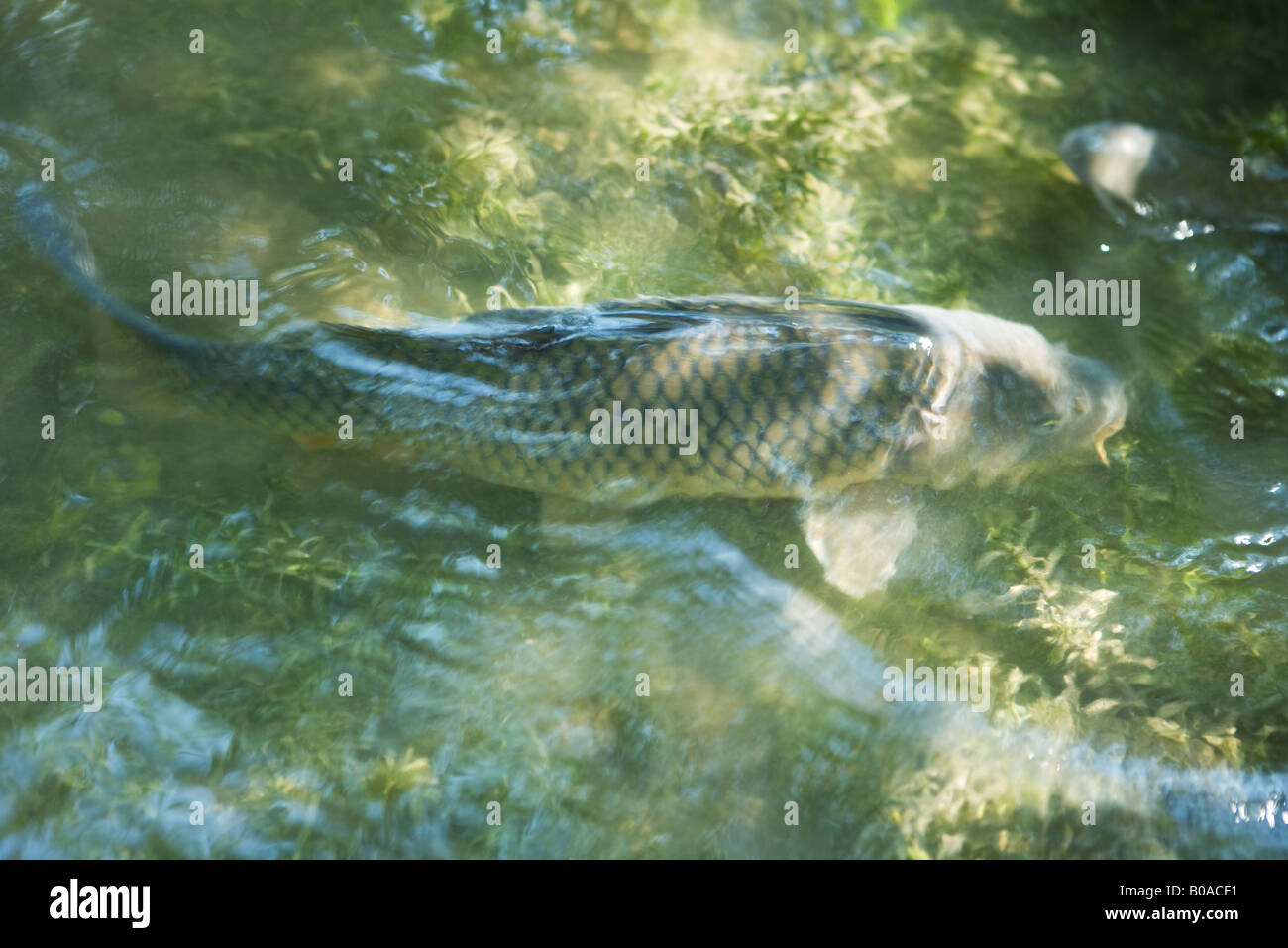 Koi Teiche Im Freien -Fotos Und -Bildmaterial In Hoher Auflösung – Alamy