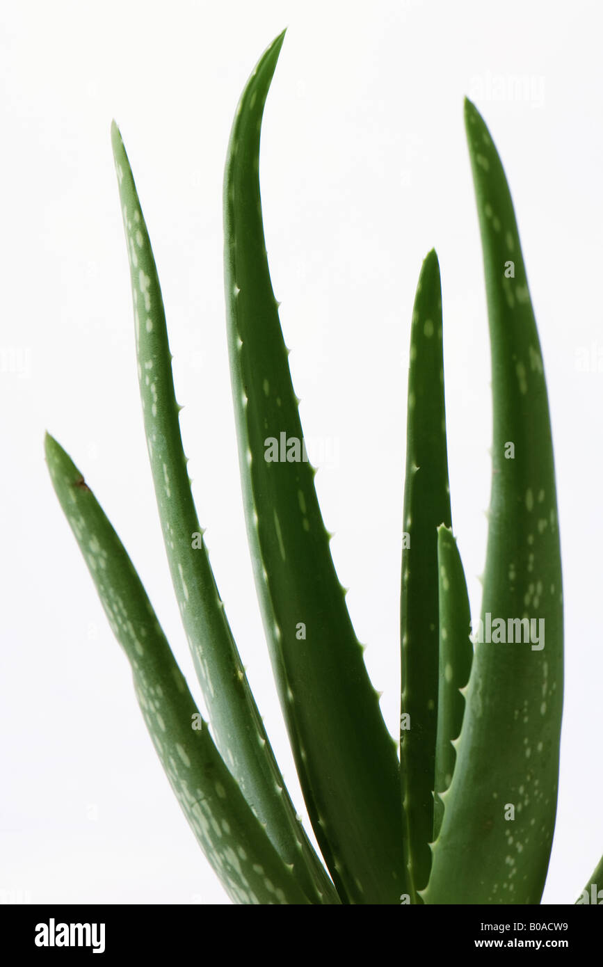 Aloe Vera Pflanze Stockfoto