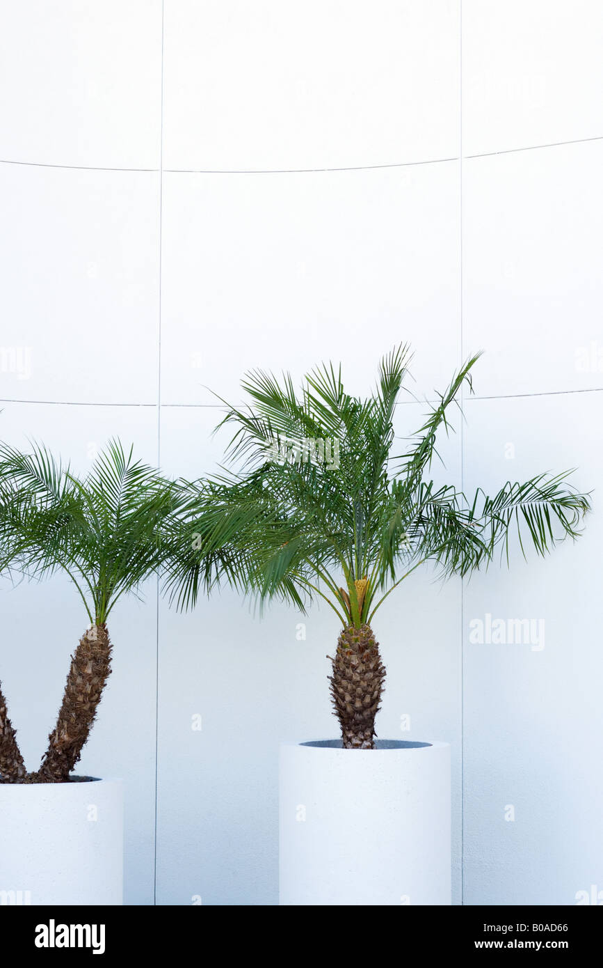 Topfpflanzen Palmen Stockfoto