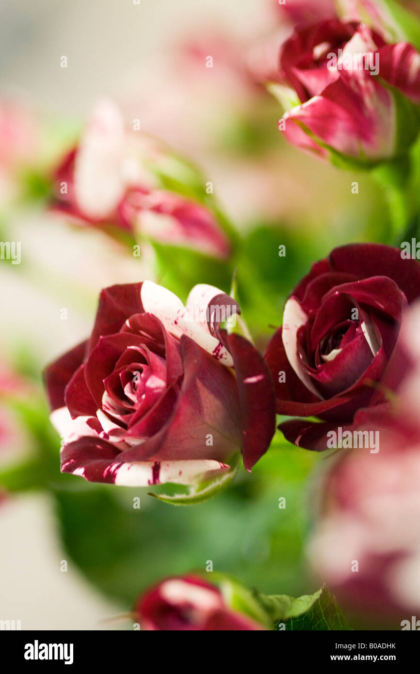 Get Schoenheit der natur For Free