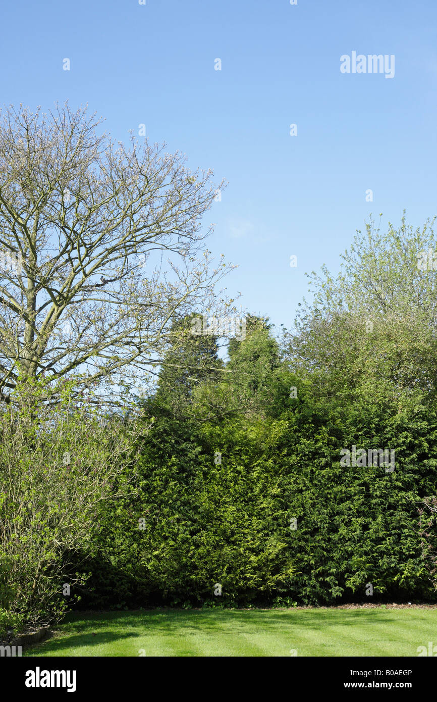 Gepflegter Rasen in einem Garten mit Nadelbäumen gesichert Stockfoto