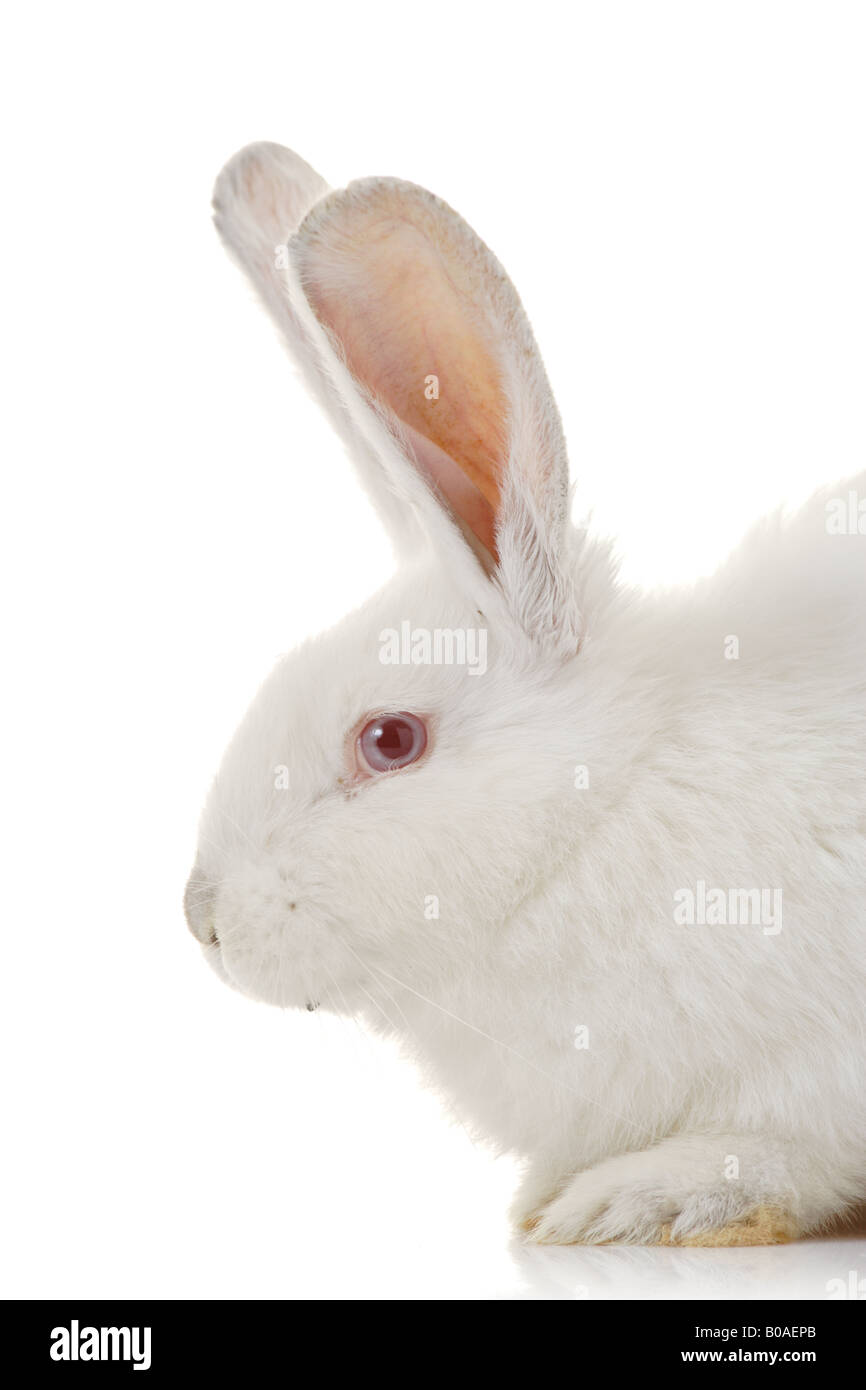 Weißes Kaninchen Stockfoto