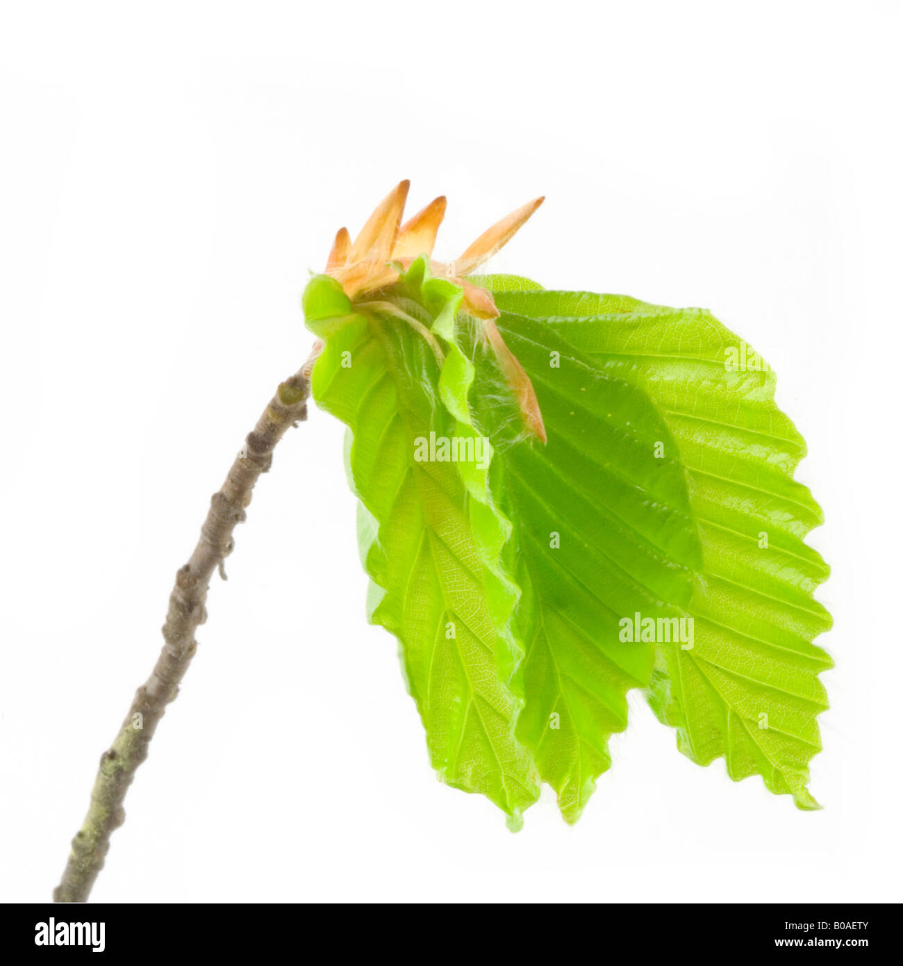 Blüte aus Erle Baum verlässt die wiedergeborenen neuen Lebens im Frühjahr Stockfoto