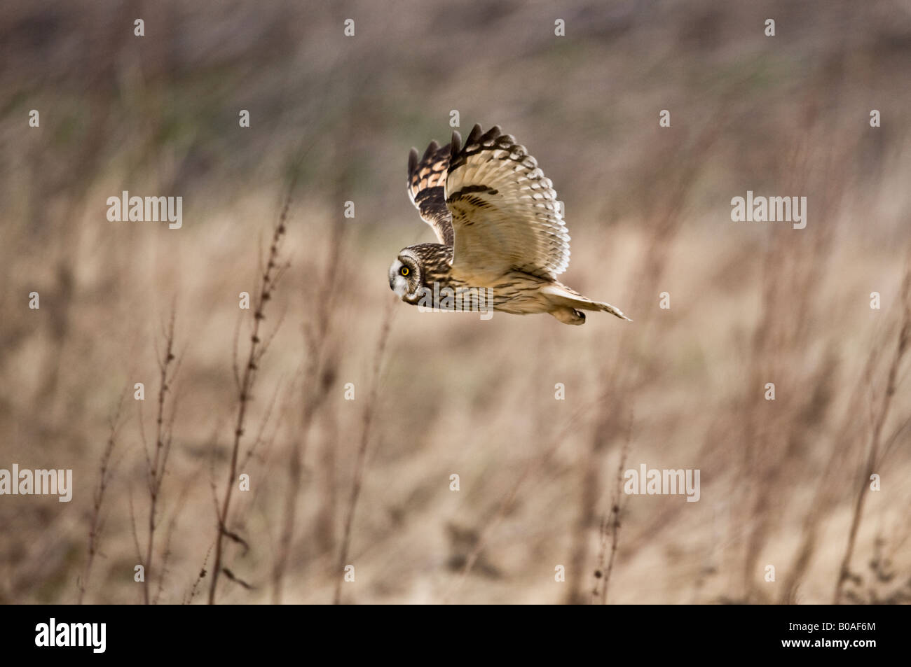 Sumpfohreule (Aseo Flammeus) in freier Wildbahn fliegen Stockfoto