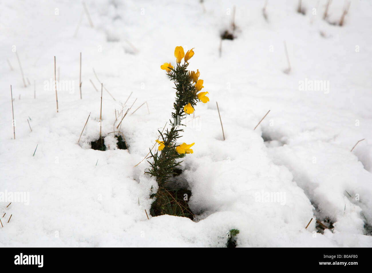 Ginster unter Schnee Stockfoto