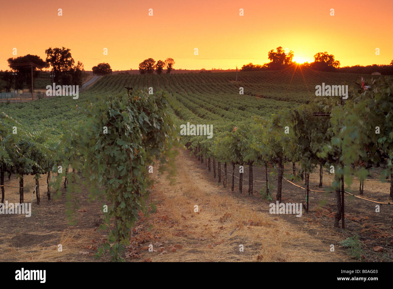 Sonnenuntergang über Weinberge in der Nähe von Plymouth Shenandoah Valley Amador County in Kalifornien Stockfoto