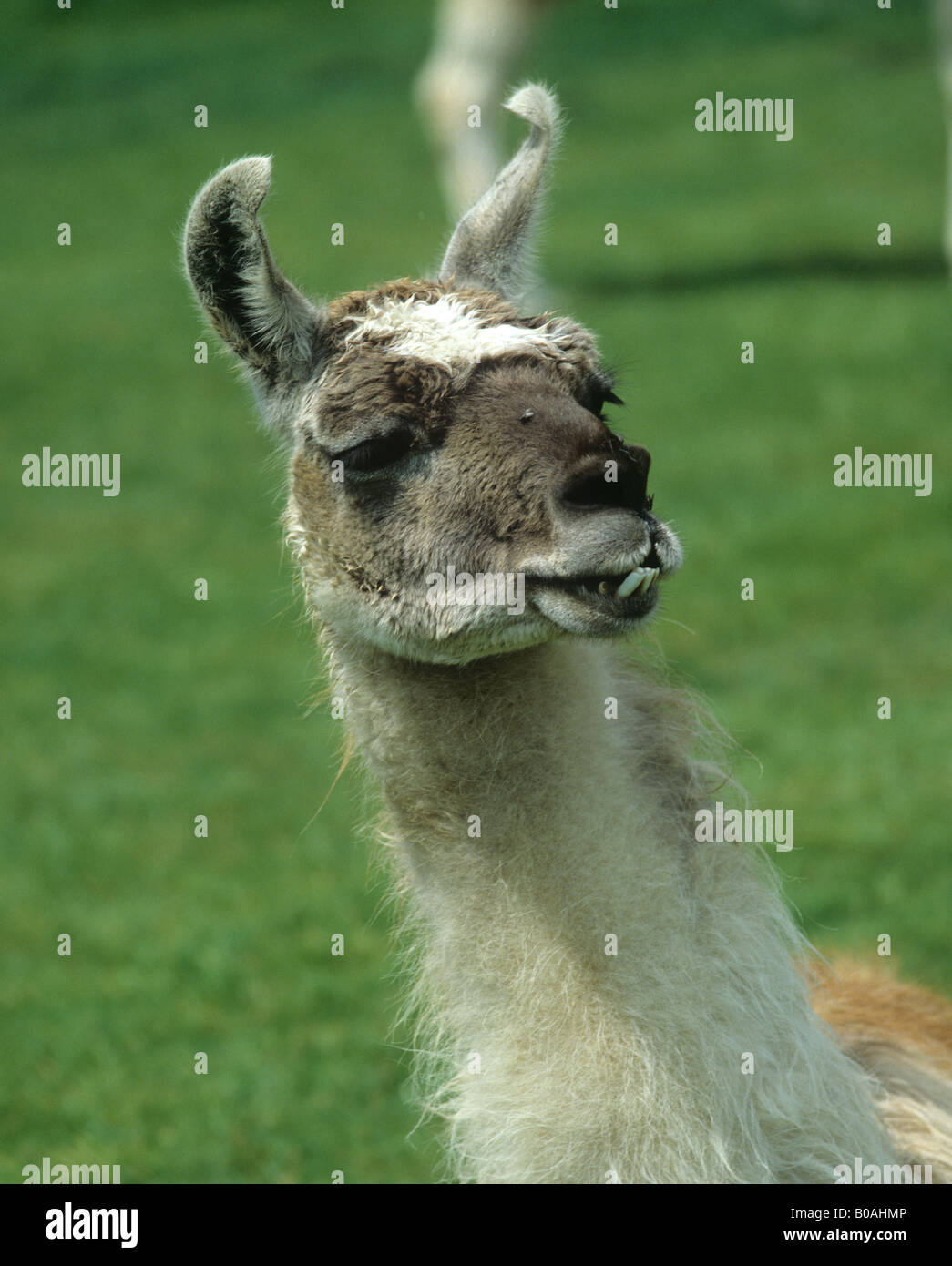 Elderley weibliche Lama mit vorspringenden unteren Zähne Sussex Stockfoto