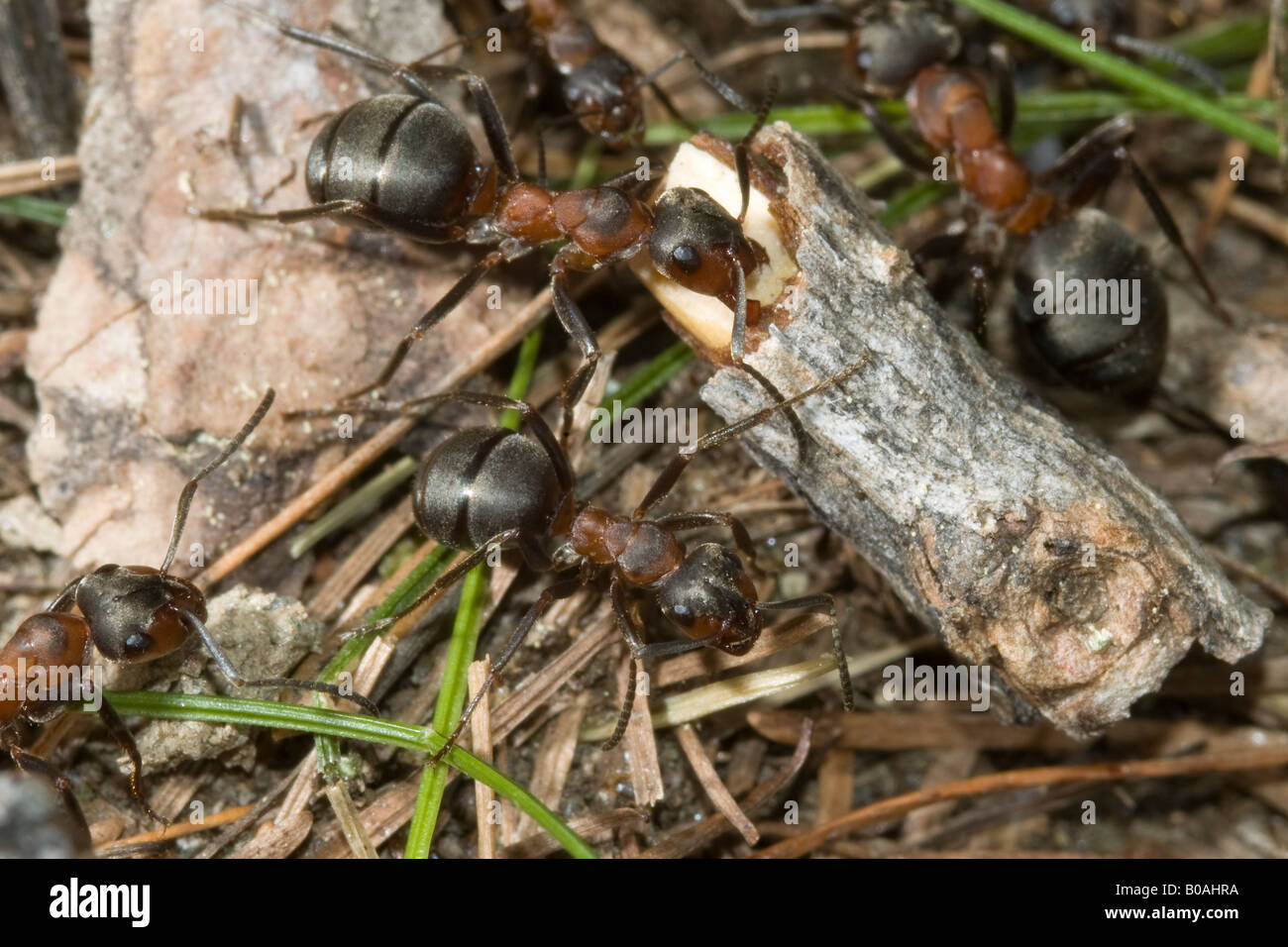 Formica Rufa Ameise Ameisen roter Berg Hymenoptera Insekten Holz Resopal Rossa Montagna Imenotteri Insetti Valnontey Cogne Gran Paradi Stockfoto