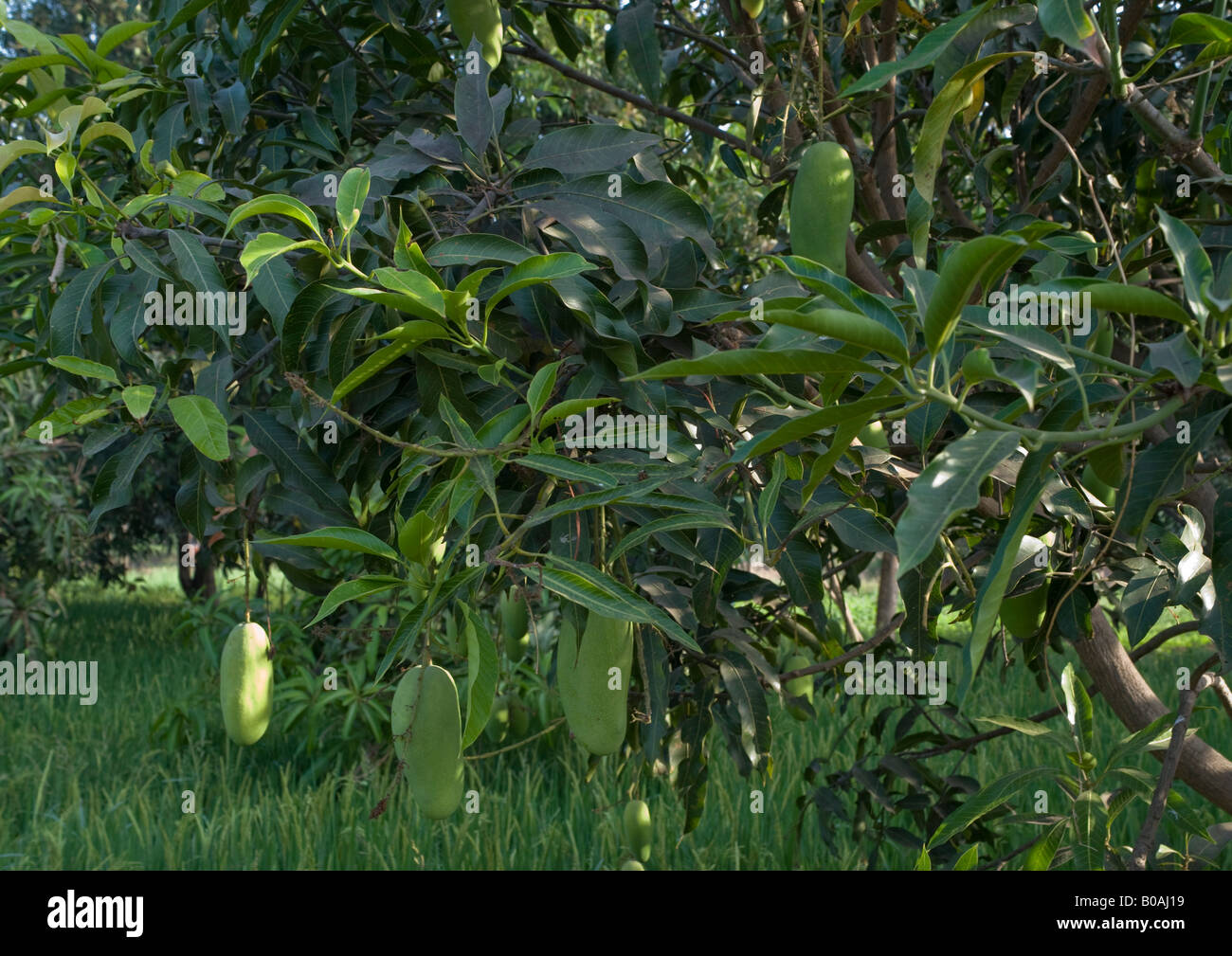 Mango-Bäume mit unreifen grünen gehäutet extra verlängerte "Dasheri" Vielzahl von Mangos mit Reis Plantage gewachsen, wie im April zu sehen. Stockfoto