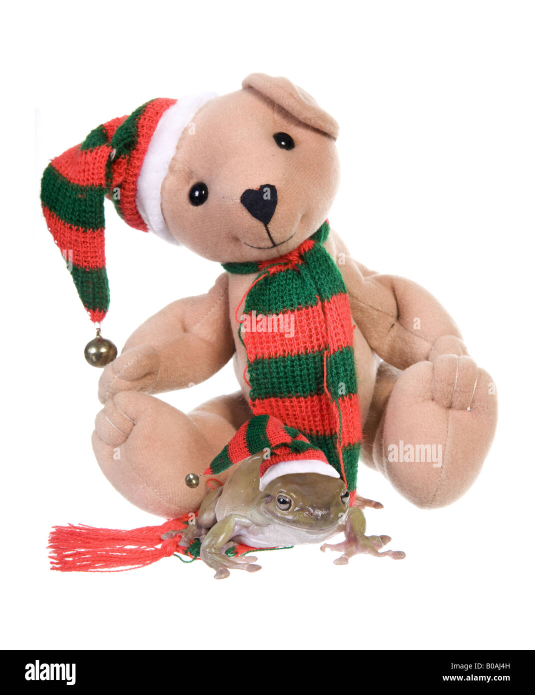 Dumpy Weihnachtsbaum Frosch mit Teddy Teddybär Strumpf Hut isoliert auf weißem Hintergrund Stockfoto