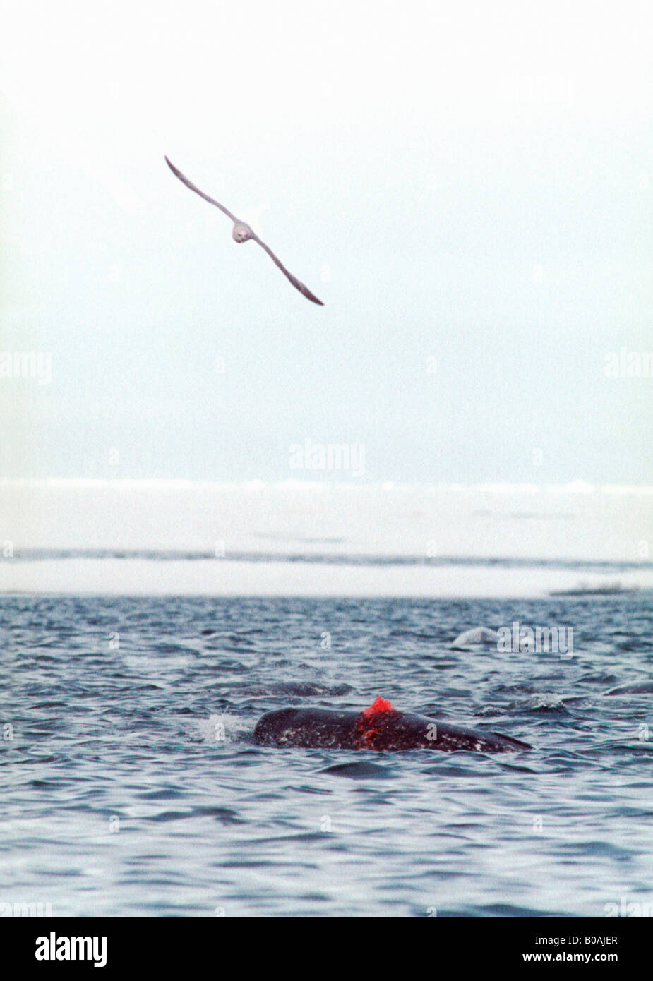 Narwal, Narval Monodon Monoceros Les Chasseurs Inuit chassent le Narval