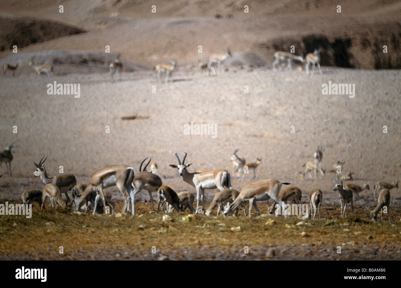 Abu Dhabi VAE Sir Bani Yas Island Nature Reserve Stockfoto