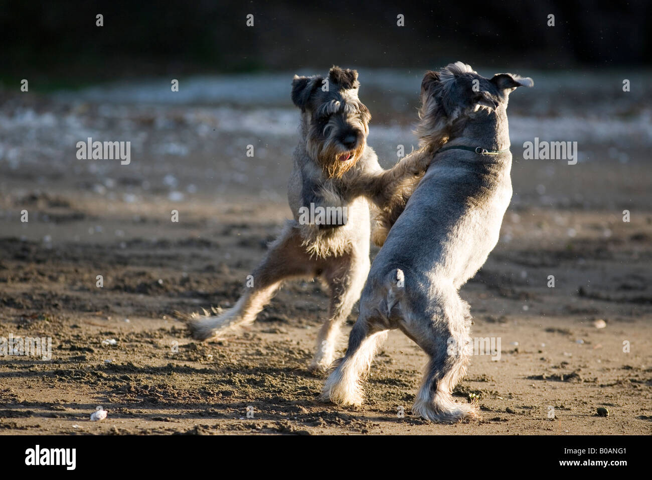 2 standard Schnauzer Hunde am Strand spielen. Stockfoto