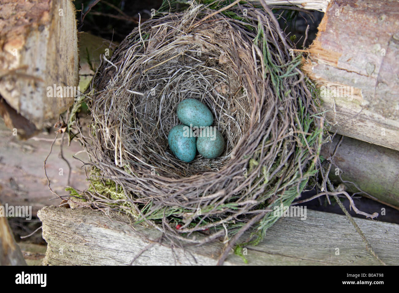 Amsel nest mit drei Eiern auf Holzstapel Stockfoto