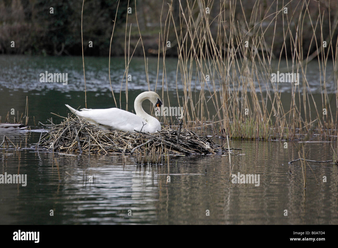 Höckerschwan auf ein Nest am Cannop Teich Forest of Dean