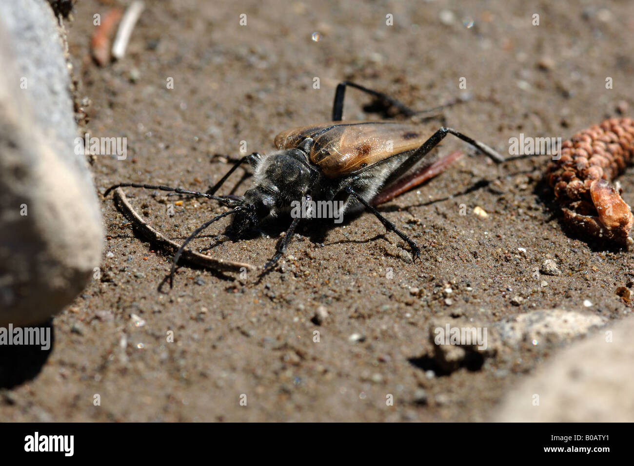 Cerambix Coleoptera Insekt Coleottero Cerambicide Insetti Cerambice Lamar Valley Yellowstone Nationalpark Montana Wyoming Idaho Stockfoto