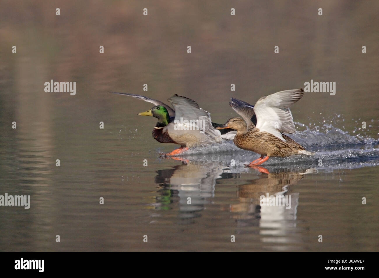 Paar Mallard Enten Landung auf Cannop Teich Forest of Dean Stockfoto