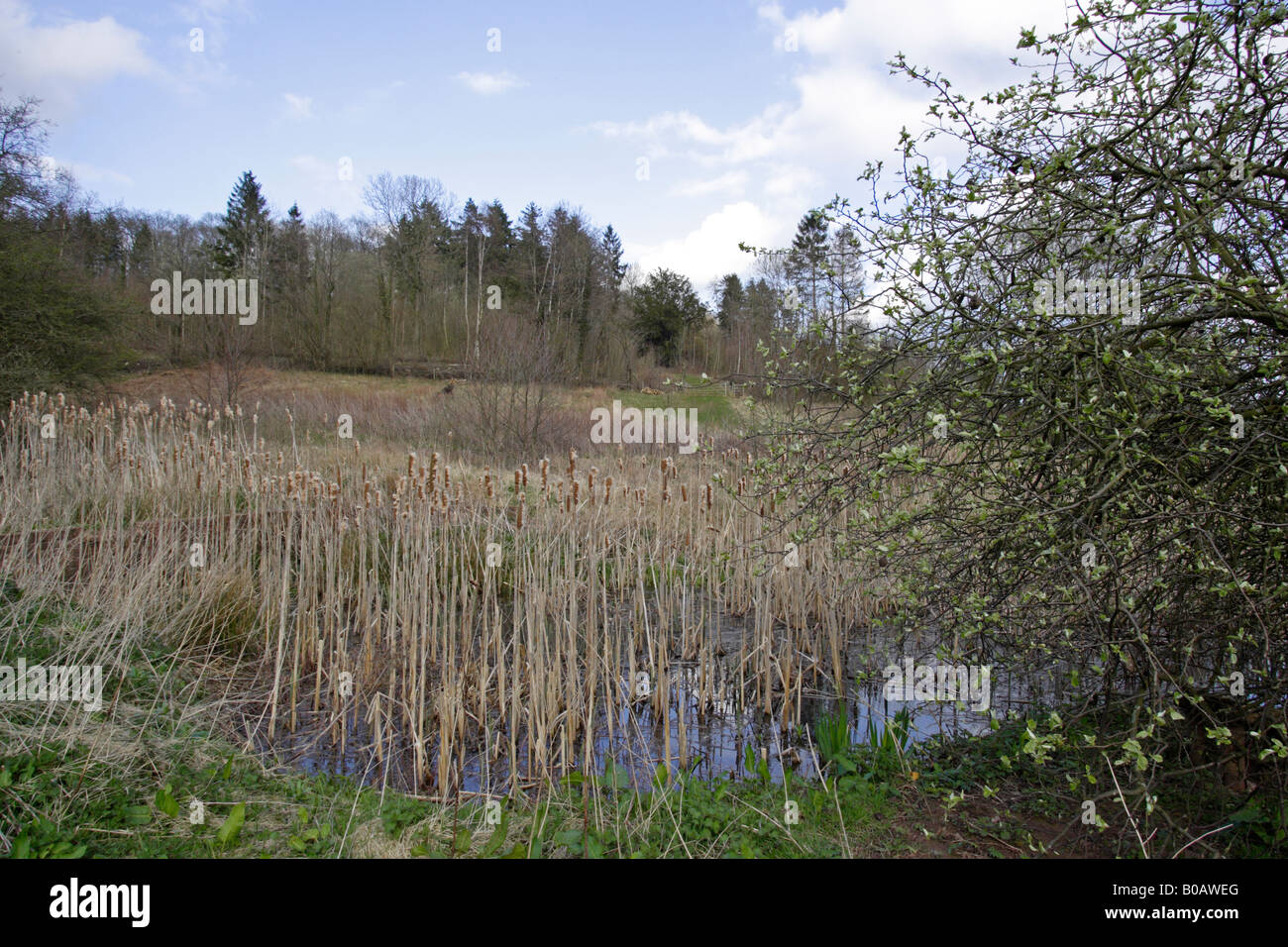 Wald binse Fotos und Bildmaterial in hoher Auflösung Alamy