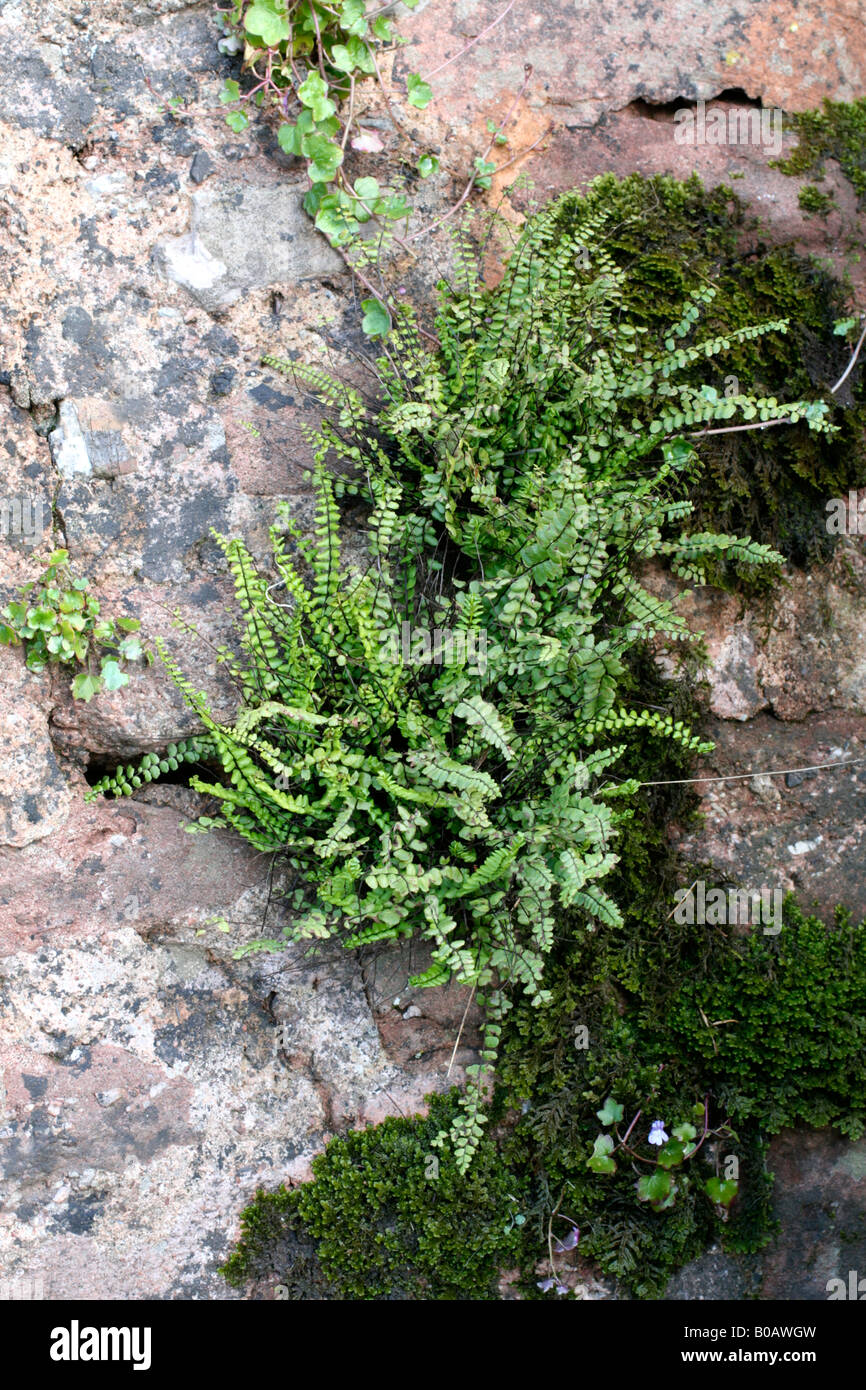 Kleiner farn in der wand -Fotos und -Bildmaterial in hoher Auflsung  Alamy