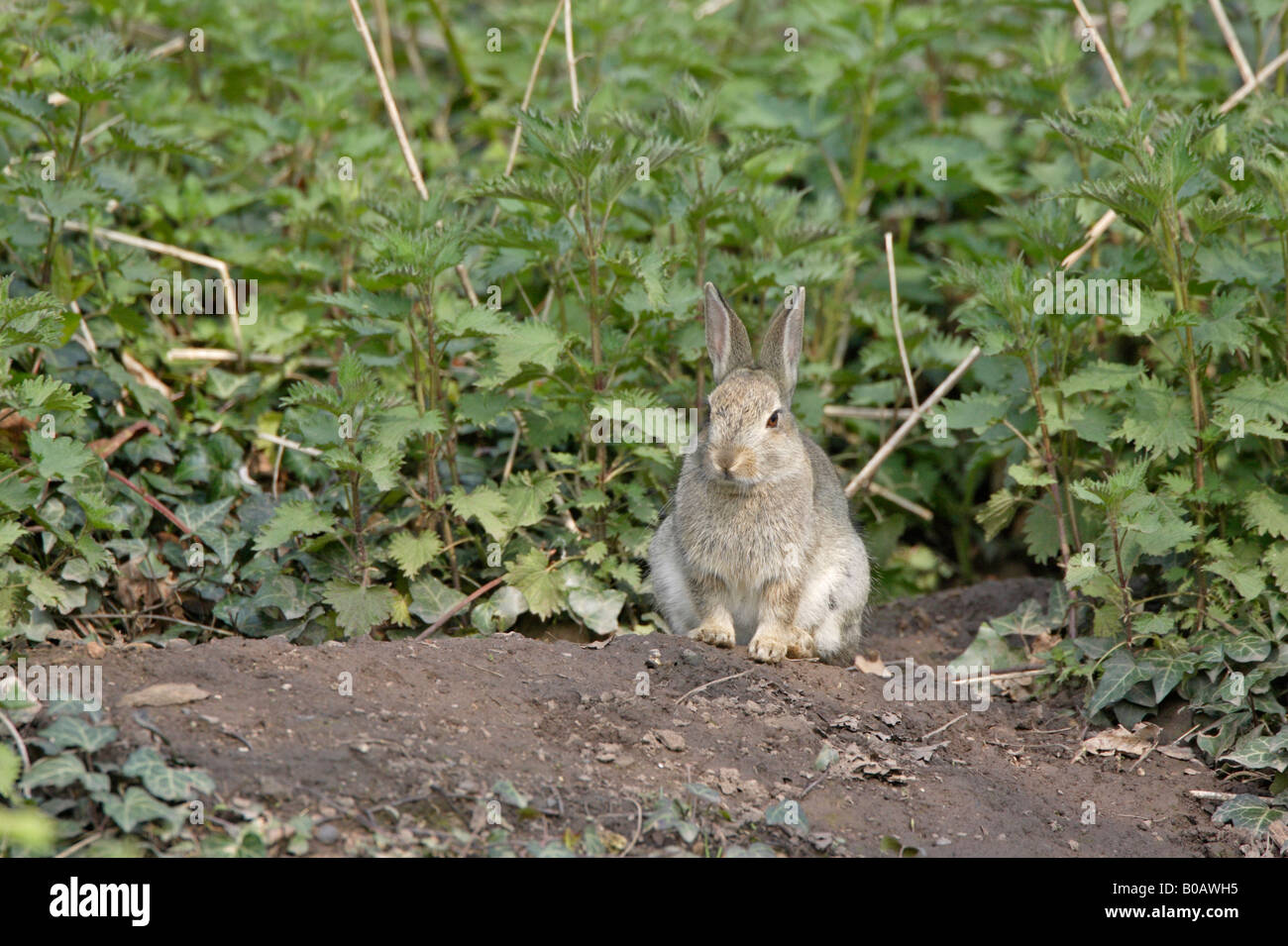 Junge Kaninchen Standortwahl außerhalb eine Höhle in einem Forest of Dean Garden Stockfoto