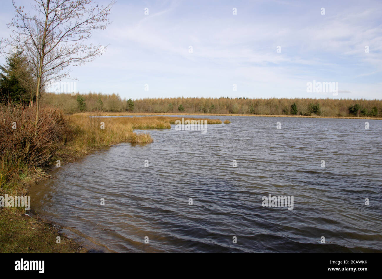 Ansicht des Woorgreen-Sees in der Forest of Dean im zeitigen Frühjahr Stockfoto
