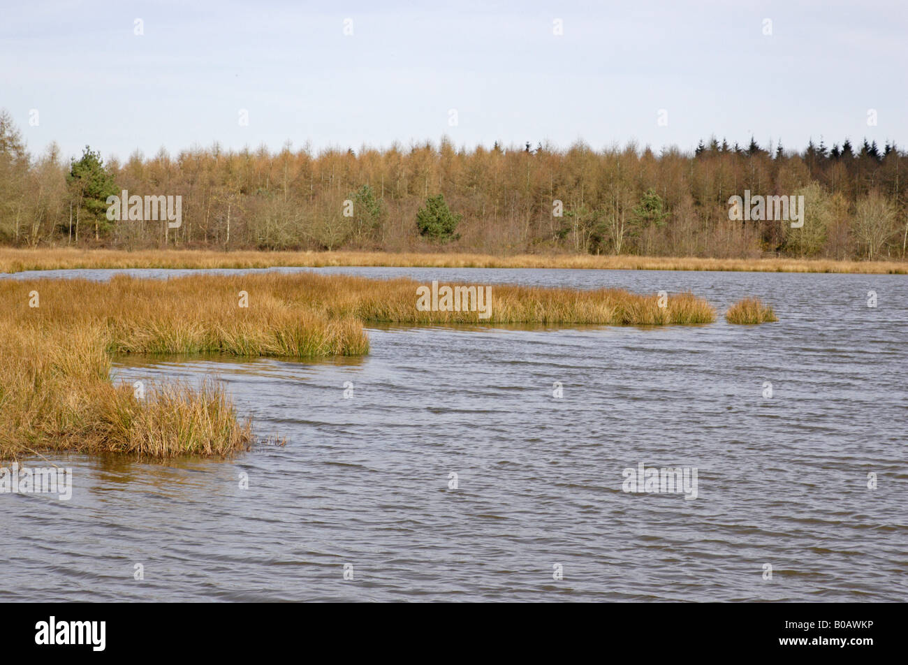 Ansicht des Woorgreen-Sees in der Forest of Dean im zeitigen Frühjahr Stockfoto
