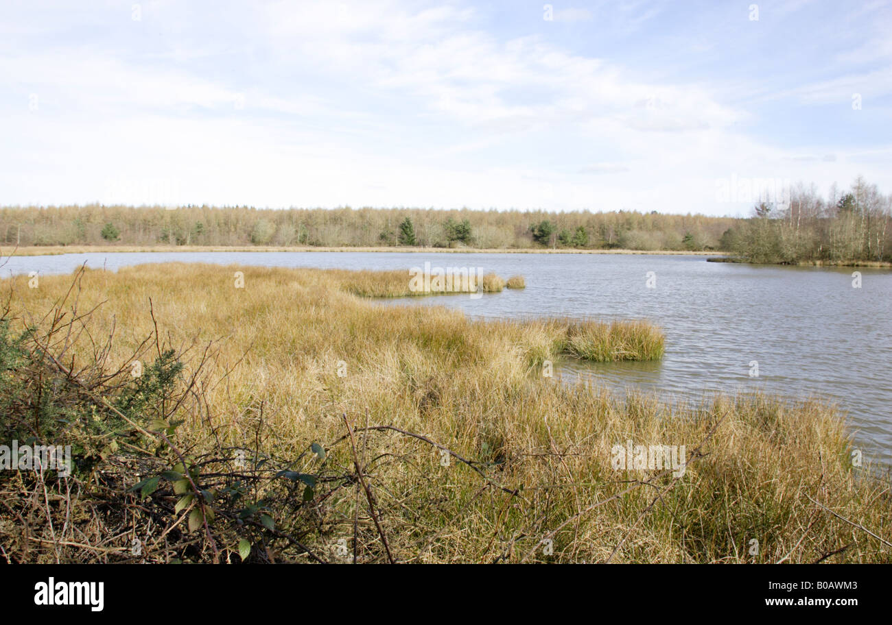 Ansicht des Woorgreen-Sees in der Forest of Dean im zeitigen Frühjahr Stockfoto