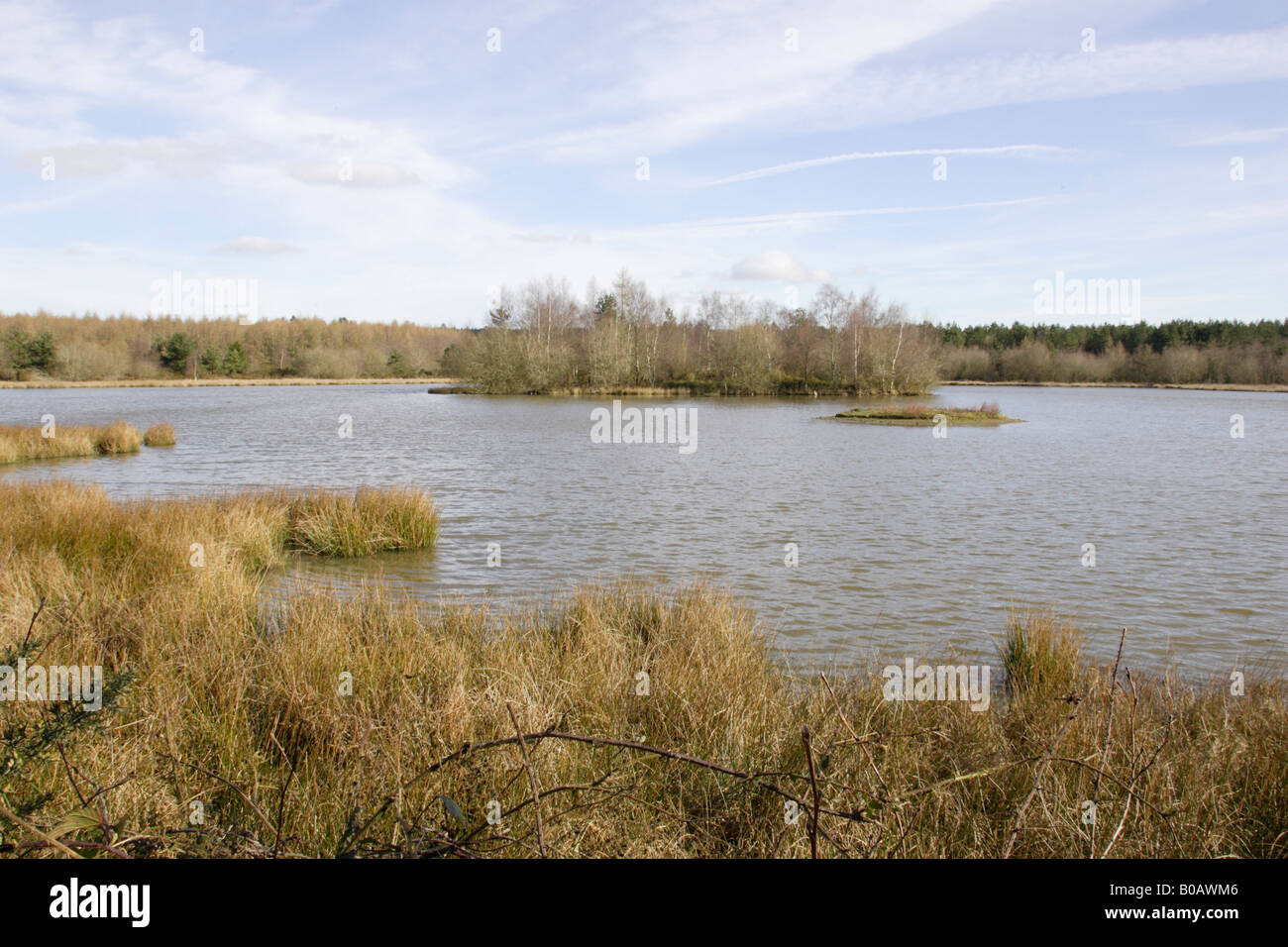 Ansicht des Woorgreen-Sees in der Forest of Dean im zeitigen Frühjahr Stockfoto