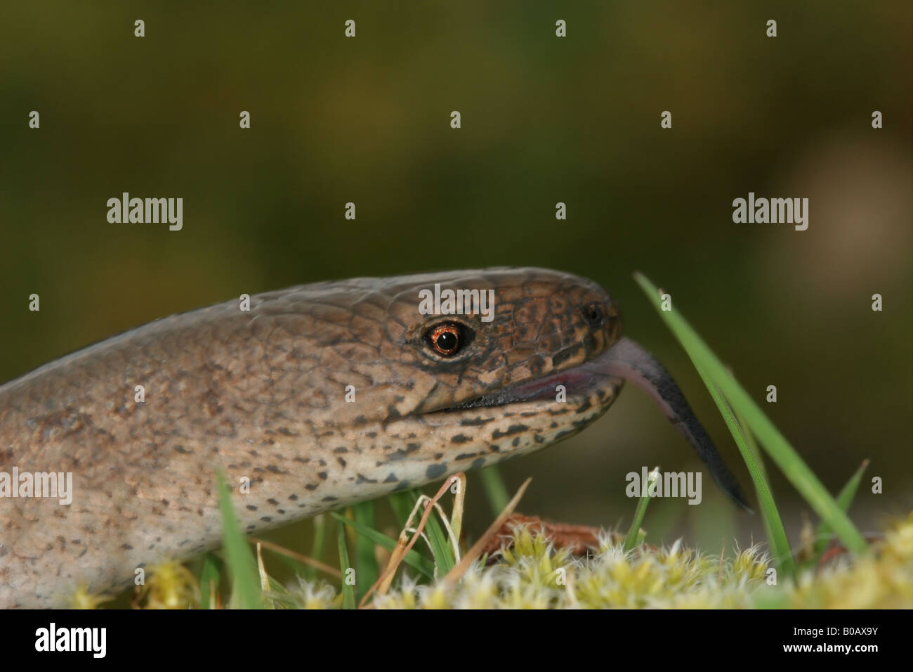 Slow Worm (Anguis fragilis) Using IT's Tongue to Sense, North Pennines, UK Stockfoto