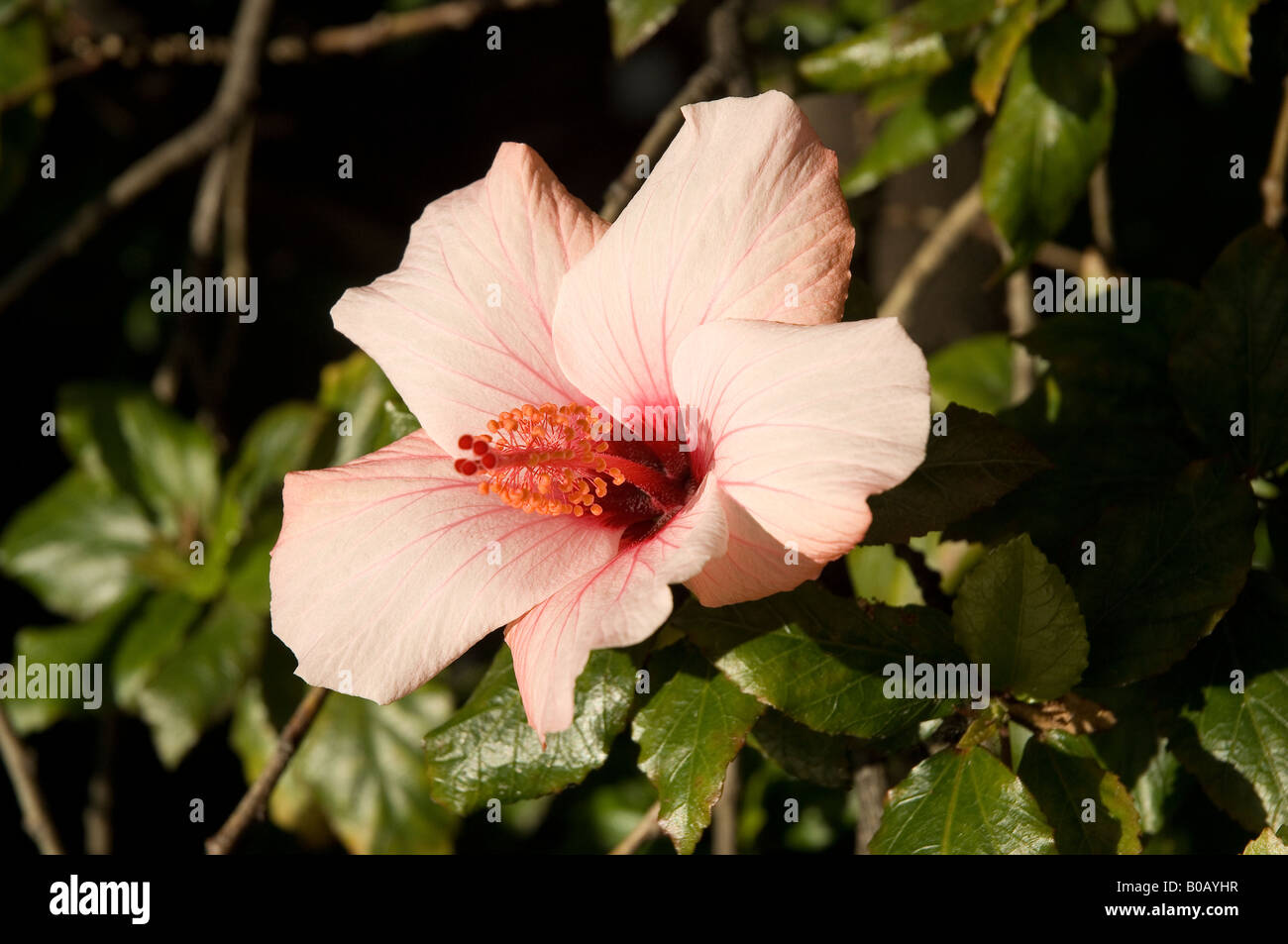 Nahaufnahme von rosa Hibiskusblüten, die lateinischen Hibiskus blühen malvaceae Madeira Portugal EU Europa Stockfoto