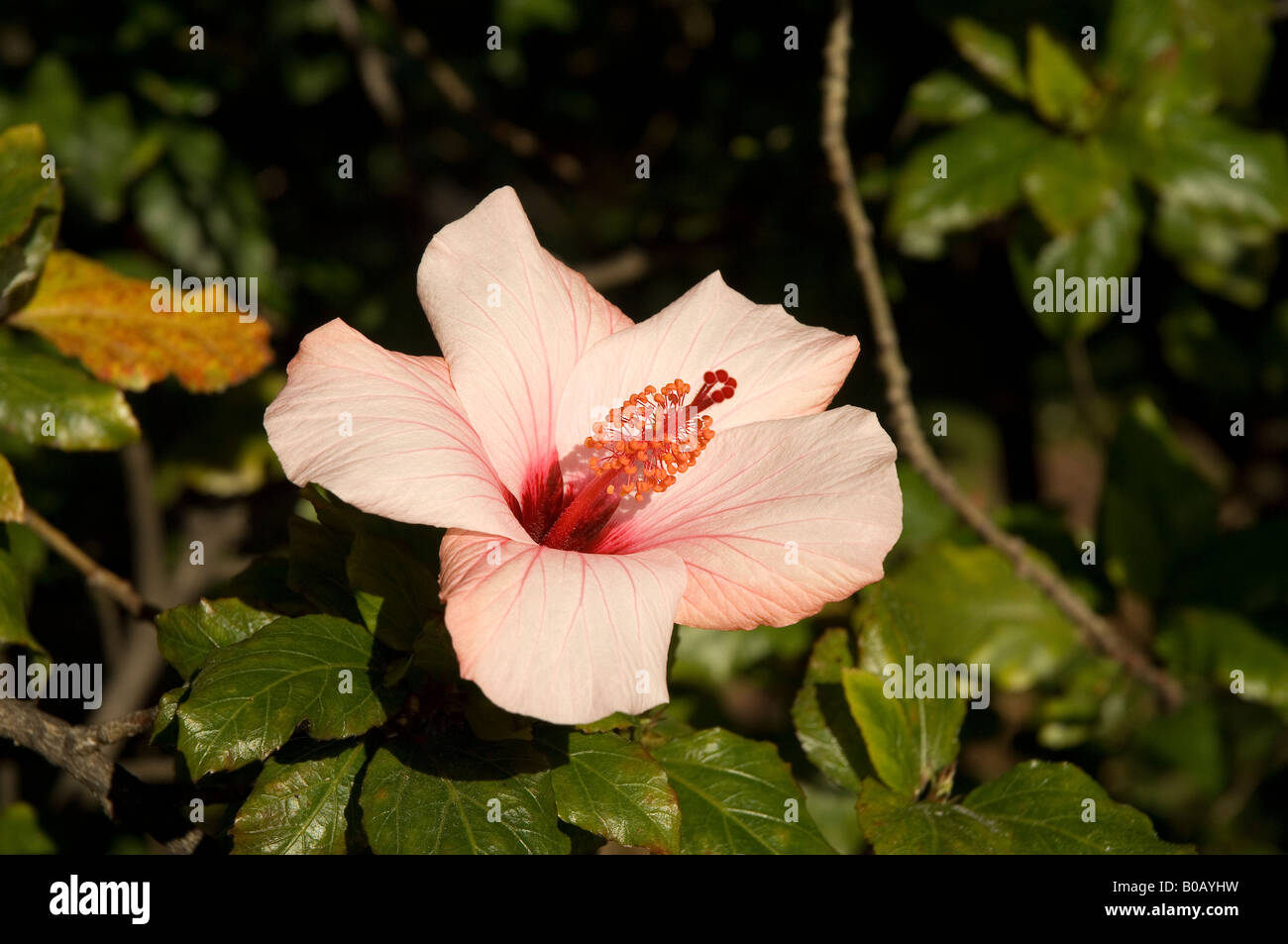 Nahaufnahme von rosa Hibiskusblüten, die lateinischen Hibiskus blühen malvaceae Madeira Portugal EU Europa Stockfoto