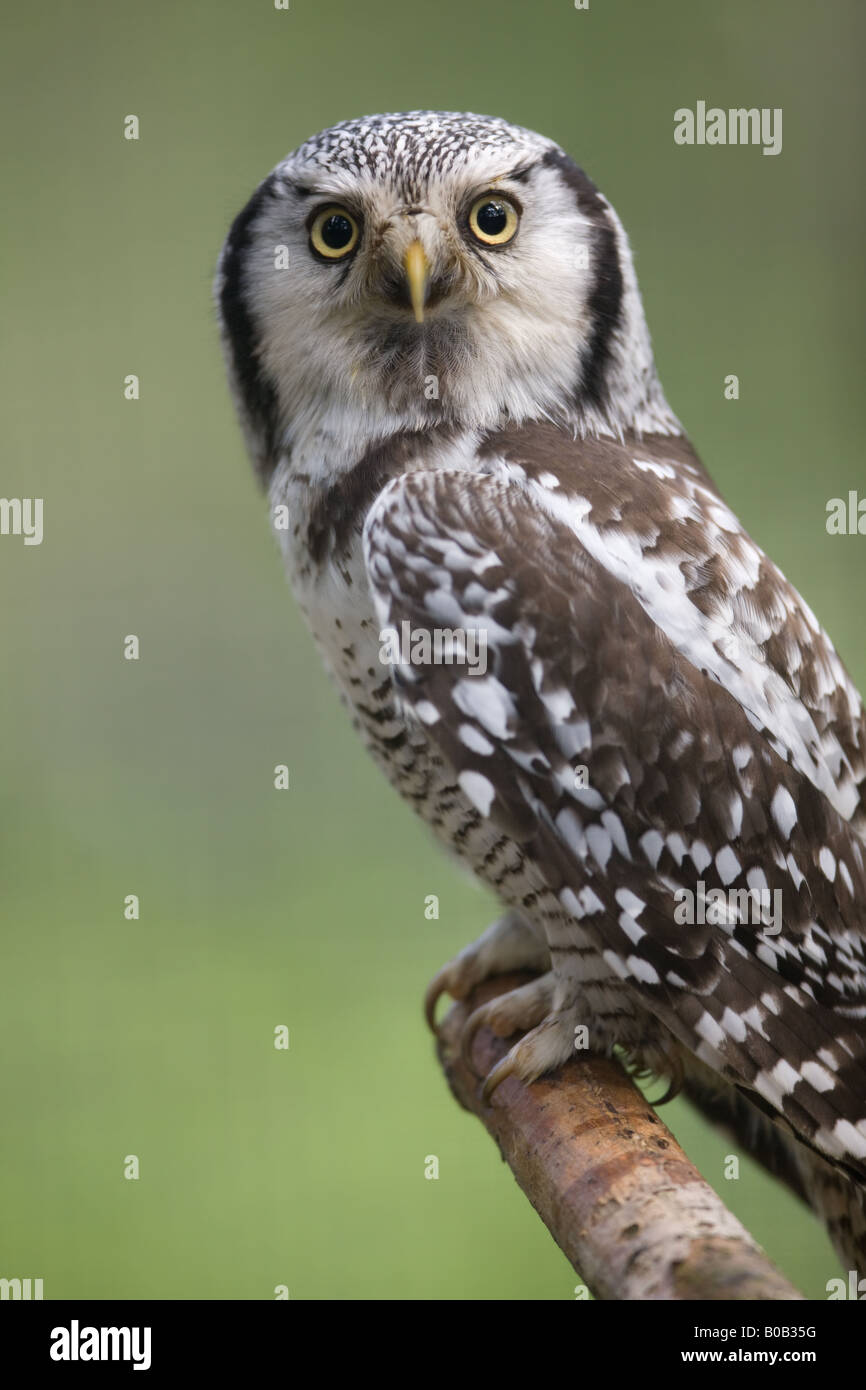 Nördlichen Sperbereule - Surnia ulula Stockfoto